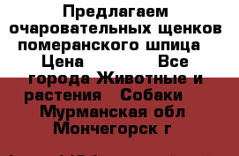 Предлагаем очаровательных щенков померанского шпица › Цена ­ 15 000 - Все города Животные и растения » Собаки   . Мурманская обл.,Мончегорск г.